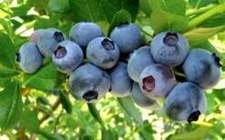 Misty Southern Highbush Blueberry - 3 Gallon Pot -Deals Sapling Whisper Store Blueberry Misty