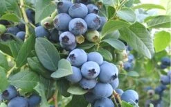 Ochlockonee Rabbiteye Blueberry - 3 Gallon Pot -Deals Sapling Whisper Store Blueberry Ochlockonee