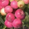 Pink Lemonade Blueberry - 3 Gallon Pot 1 Pink Lemonade Blueberry - 3 Gallon Pot -Deals Sapling Whisper Store Blueberry Pink Lemonade 8