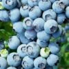 Brightwell Rabbiteye Blueberry - 1 Gallon Pot -Deals Sapling Whisper Store Blueberry Rabbiteye Brightwell 500x750 1