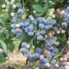 Ochlockonee Rabbiteye Blueberry - 3 Gallon Pot 2 Ochlockonee Rabbiteye Blueberry - 3 Gallon Pot -Deals Sapling Whisper Store Blueberry Rabbiteye Ochlockonee 500x750 1