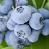 Vernon Rabbiteye Blueberry - 1 Gallon Pot 2 Vernon Rabbiteye Blueberry - 1 Gallon Pot -Deals Sapling Whisper Store Blueberry Rabbiteye Vernon 500x750 1