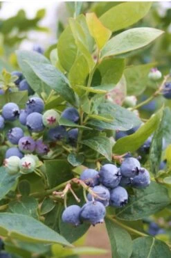 Jubilee Southern Highbush Blueberry - 3 Gallon Pot -Deals Sapling Whisper Store Blueberry Southern Higbush Jubilee 500x750 1