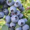 Biloxi Southern Highbush Blueberry - 1 Gallon Pot 1 Biloxi Southern Highbush Blueberry - 1 Gallon Pot -Deals Sapling Whisper Store Blueberry Southern Highbush Biloxi 500x750 1