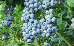 Tifblue Rabbiteye Blueberry - 1 Gallon Pot -Deals Sapling Whisper Store Blueberry Tifblue 1