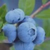 Tifblue Rabbiteye Blueberry - 6 Pack Of 1 Gallon Pots -Deals Sapling Whisper Store Blueberry Tifblue Rev 500x750 1