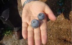 Titan Blueberry - 7 Gallon Pot 12 Titan Blueberry - 7 Gallon Pot -Deals Sapling Whisper Store Blueberry Titan 1