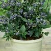 Top Hat Dwarf Blueberry - 1 Gallon Pot -Deals Sapling Whisper Store Blueberry Top Hat 1