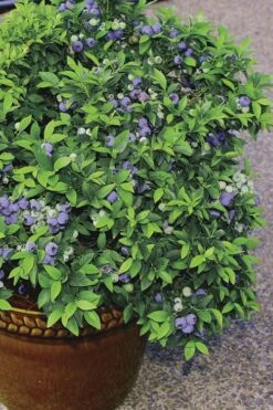 Top Hat Dwarf Blueberry - 1 Gallon Pot 10 Top Hat Dwarf Blueberry - 1 Gallon Pot -Deals Sapling Whisper Store Blueberry Top Hat 2