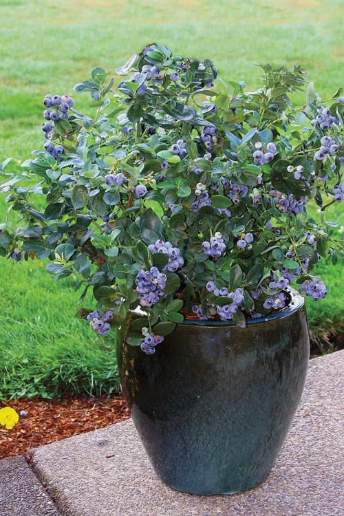 Top Hat Dwarf Blueberry - 1 Gallon Pot 7 Top Hat Dwarf Blueberry - 1 Gallon Pot - Image 5