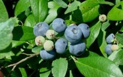 Vernon Rabbiteye Blueberry - 1 Gallon Pot -Deals Sapling Whisper Store Blueberry Vernon