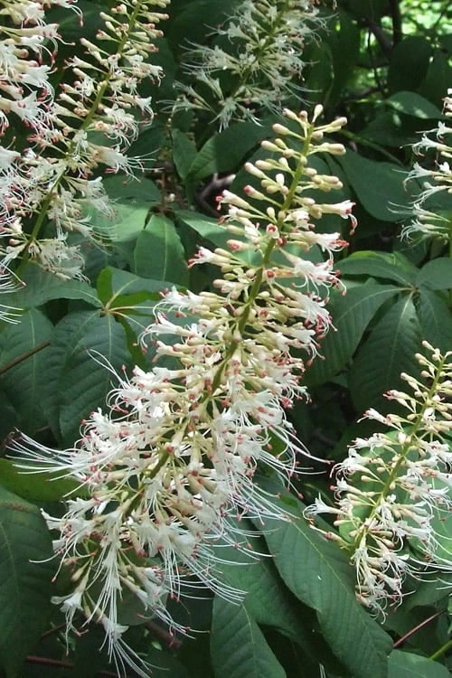 White Bottlebrush Buckeye - Aesculus Parviflora - 7 Gallon Pot (5-6') 3 White Bottlebrush Buckeye - Aesculus Parviflora - 7 Gallon Pot (5-6')