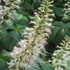 White Bottlebrush Buckeye - Aesculus Parviflora - 5 Gallon Pot 1 White Bottlebrush Buckeye - Aesculus Parviflora - 5 Gallon Pot -Deals Sapling Whisper Store Bottlebrush Buckeye White 10