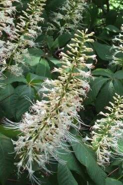 White Bottlebrush Buckeye - Aesculus Parviflora - 5 Gallon Pot