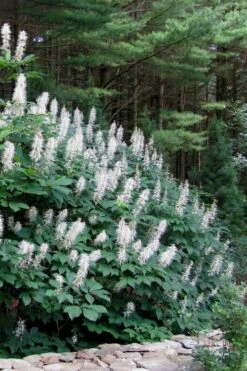 White Bottlebrush Buckeye - Aesculus Parviflora - 7 Gallon Pot (5-6') 12 White Bottlebrush Buckeye - Aesculus Parviflora - 7 Gallon Pot (5-6') -Deals Sapling Whisper Store Bottlebrush Buckeye White 7 1