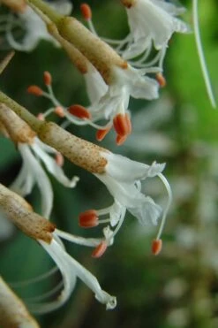 White Bottlebrush Buckeye - Aesculus Parviflora - 5 Gallon Pot -Deals Sapling Whisper Store Bottlebrush Buckeye White 8