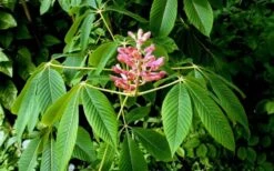 Painted Buckeye (Aesculus Sylvatica) - 1 Gallon Pot -Deals Sapling Whisper Store Buckeye Painted 2
