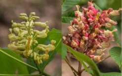 Painted Buckeye (Aesculus Sylvatica) - 1 Gallon Pot -Deals Sapling Whisper Store Buckeye Painted 4