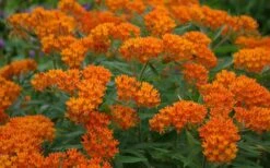Orange Butterfly Milkweed (Asclepias Tuberosa) - 6 Pack Of 2.5 Quart Pots 14 Orange Butterfly Milkweed (Asclepias Tuberosa) - 6 Pack Of 2.5 Quart Pots -Deals Sapling Whisper Store Butterfly Weed 10 1