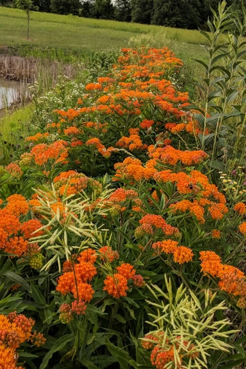 Orange Butterfly Milkweed (Asclepias Tuberosa) - 6 Pack Of 2.5 Quart Pots 7 Orange Butterfly Milkweed (Asclepias Tuberosa) - 6 Pack Of 2.5 Quart Pots - Image 5