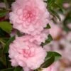 October Magic Pink Perplexion Camellia - 1 Gallon Pot