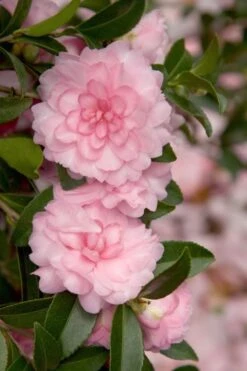 Deals Sapling Whisper Store 4 October Magic Pink Perplexion Camellia - 3 Gallon Pot