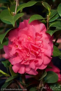 Ack-Scent Fragrant Pink Camellia Japonica - 3 Gallon Pot -Deals Sapling Whisper Store Camellia Ack Scent JW 2