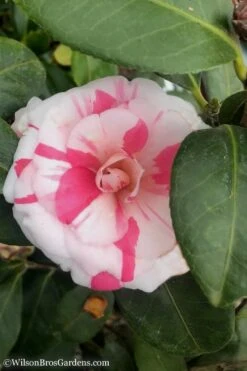 April Dawn Cold Hardy Camellia Japonica - 3 Gallon Pot 15 April Dawn Cold Hardy Camellia Japonica - 3 Gallon Pot -Deals Sapling Whisper Store Camellia April Dawn 10 1