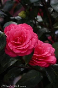 April Dawn Cold Hardy Camellia Japonica - 3 Gallon Pot 14 April Dawn Cold Hardy Camellia Japonica - 3 Gallon Pot -Deals Sapling Whisper Store Camellia April Dawn 20 2