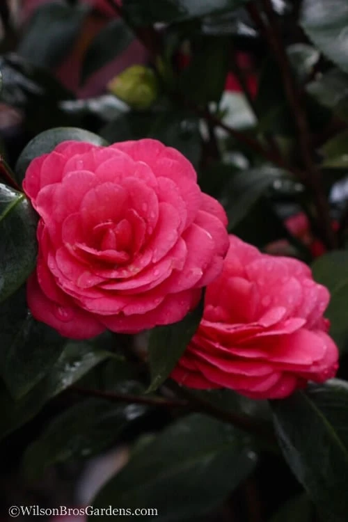 April Dawn Cold Hardy Camellia Japonica - 3 Gallon Pot 8 April Dawn Cold Hardy Camellia Japonica - 3 Gallon Pot - Image 6