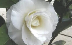 April Snow Camellia Japonica - 3 Gallon Pot -Deals Sapling Whisper Store Camellia April Snow 1