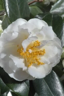 April Snow Camellia Japonica - 3 Gallon Pot -Deals Sapling Whisper Store Camellia April Snow 13
