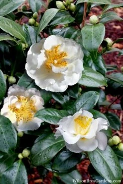 April Snow Camellia Japonica - 3 Gallon Pot -Deals Sapling Whisper Store Camellia April Snow 14