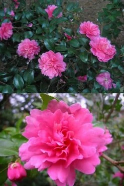 Autumn Spirit Camellia - Hybrid - 1 Gallon Pot -Deals Sapling Whisper Store Camellia April Spirit 3