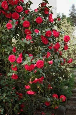April Tryst Camellia Japonica - 2 Gallon Pot -Deals Sapling Whisper Store Camellia April Tryst 2 1