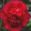 April Tryst Camellia Japonica - 2 Gallon Pot -Deals Sapling Whisper Store Camellia April Tryst 21 1