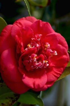 April Tryst Camellia Japonica - 2 Gallon Pot -Deals Sapling Whisper Store Camellia April Tryst 3 1