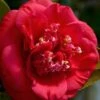 April Tryst Camellia Japonica - 3 Gallon Pot -Deals Sapling Whisper Store Camellia April Tryst 3