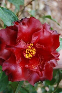 Black Magic Camellia Japonica - 1 Gallon Pot 9 Black Magic Camellia Japonica - 1 Gallon Pot -Deals Sapling Whisper Store Camellia Black Magic 2 1