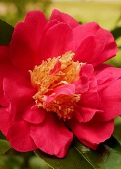 Blood Of China Fragrant Red Camellia Japonica - 3 Gallon Pot 9 Blood Of China Fragrant Red Camellia Japonica - 3 Gallon Pot -Deals Sapling Whisper Store Camellia Blood Of China 3