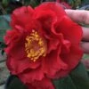 Bob Hope Camellia Japonica - 1 Gallon Pot -Deals Sapling Whisper Store Camellia Bob Hope 1