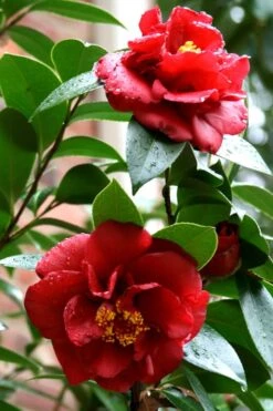 Bob Hope Camellia Japonica - 1 Gallon Pot -Deals Sapling Whisper Store Camellia Bob Hope 3
