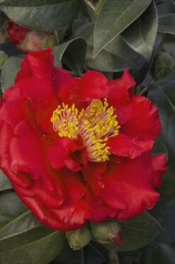 Bob Hope Camellia Japonica - 1 Gallon Pot -Deals Sapling Whisper Store Camellia Bob Hope 5