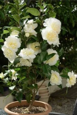 Brushfield Yellow Camellia Japonica - 3 Gallon Pot -Deals Sapling Whisper Store Camellia Brushfield Yellow 500x750 1