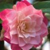 Buttons 'n Bows Camellia Hybrid - 3 Gallon Pot 2 Buttons 'n Bows Camellia Hybrid - 3 Gallon Pot -Deals Sapling Whisper Store Camellia Buttons And Bows JW 1