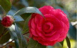 C. M. Hovey Camellia Japonica - 3 Gallon Pot -Deals Sapling Whisper Store Camellia C M Hovey 1