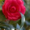 C. M. Hovey Camellia Japonica - 3 Gallon Pot -Deals Sapling Whisper Store Camellia C M Hovey 1 500x750 1