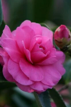 Chansonette Dwarf Weeping Camellia Sasanqua - 1 Gallon Pot 12 Chansonette Dwarf Weeping Camellia Sasanqua - 1 Gallon Pot -Deals Sapling Whisper Store Camellia Chansonette 2