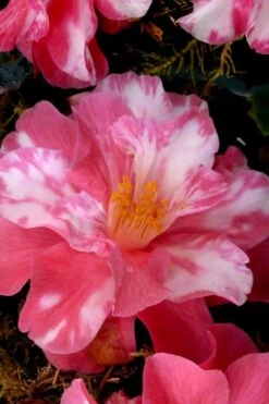 Coral Delight Camellia Hybrid - 3 Gallon Pot -Deals Sapling Whisper Store Camellia Coral Delight 15