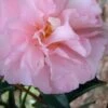 Cotton Candy Camellia Sasanqua - 3 Gallon Pot -Deals Sapling Whisper Store Camellia Cotton Candy 500x750 1